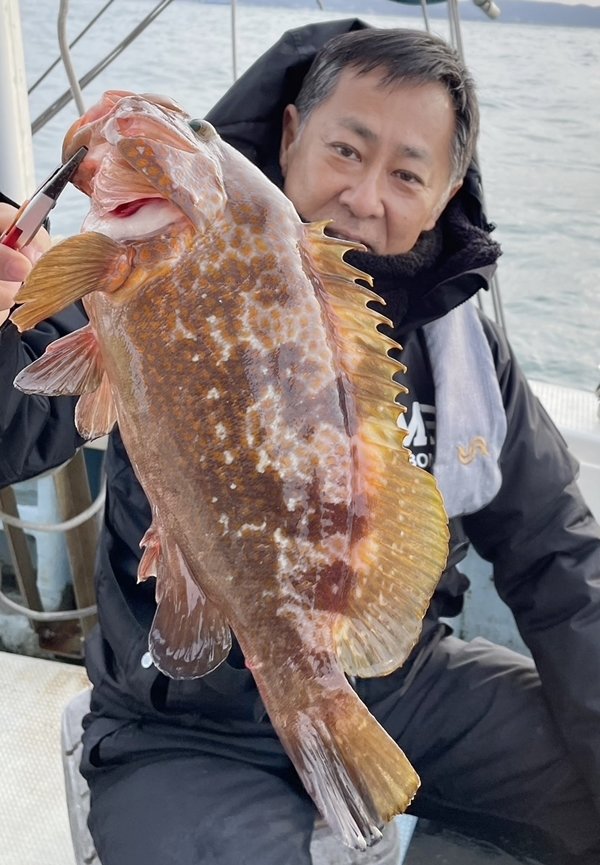 アコウ(キジハタ)