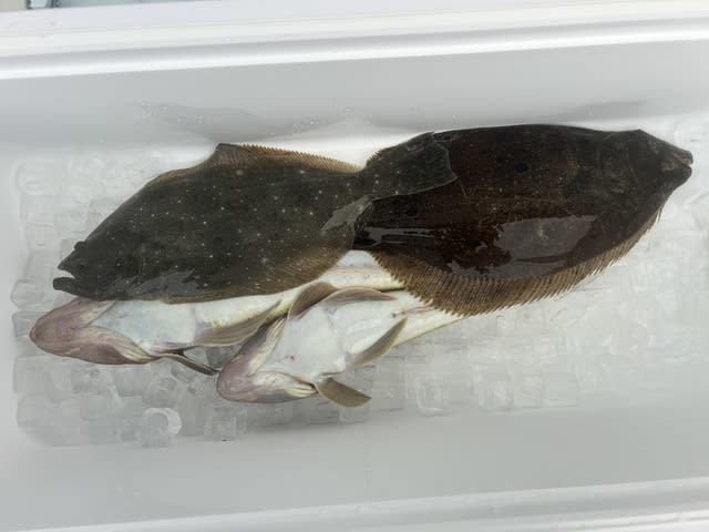 マゴチ・ヒラメ