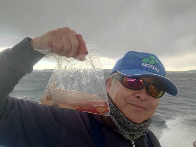 スルメ(スルメイカ)