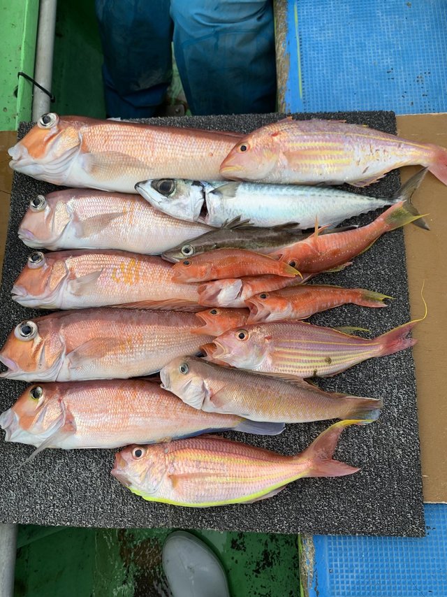 アマダイ(アカアマダイ)