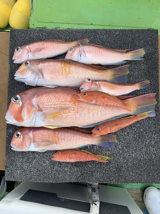 アマダイ(アカアマダイ)