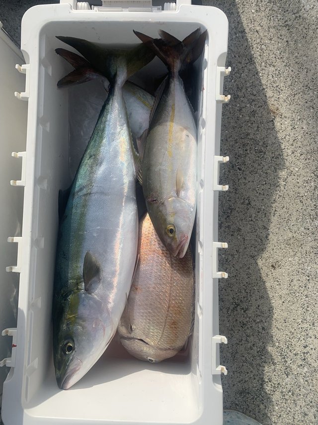 タイ(マダイ)・ワラサ(ブリ)・カンパチ