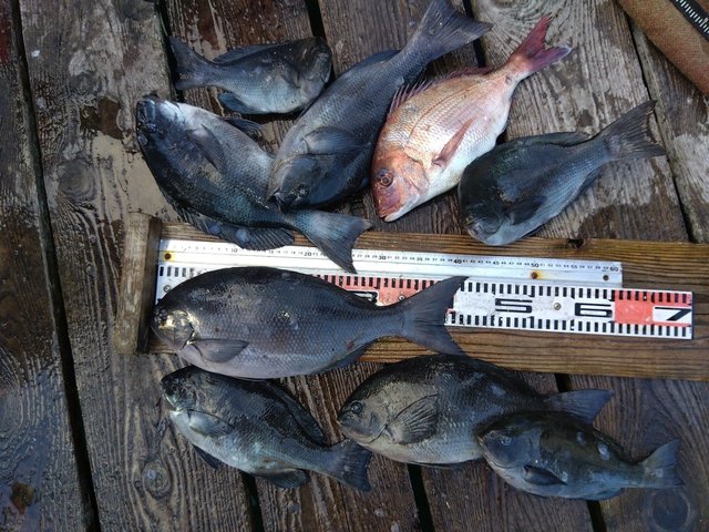 マダイ・グレ(メジナ)