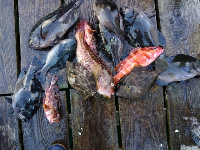 グレ(メジナ)・カワハギ