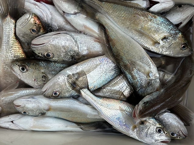 イシモチ(シログチ)