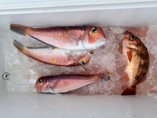 アマダイ(アカアマダイ)・オキメバル(ウスメバル)