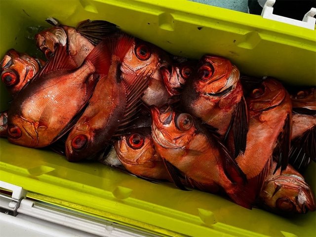 チカメキントキ