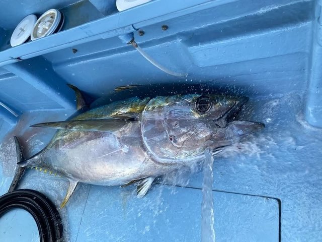 メバチマグロ(メバチ)