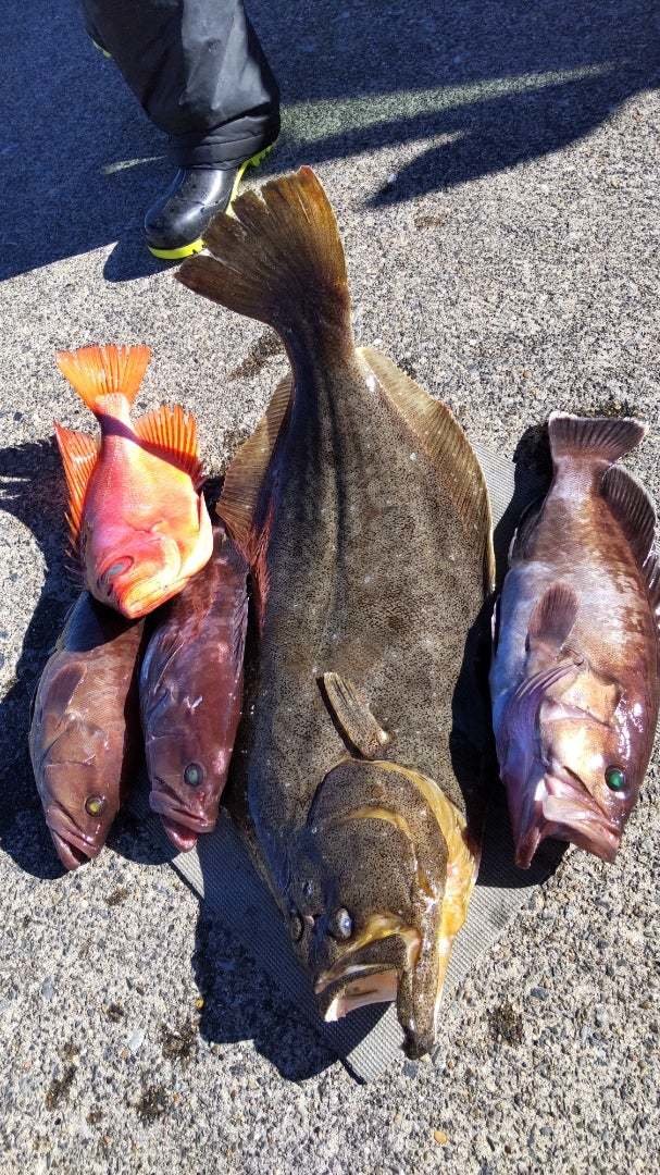 マハタ・キントキ(チカメキントキ)・ヒラメ