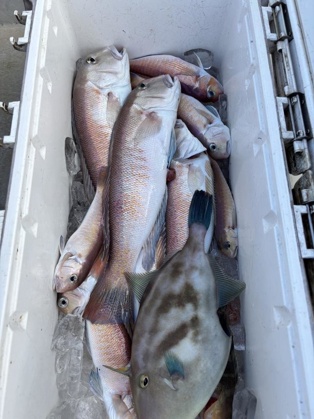 アマダイ(アカアマダイ)・ウマヅラハギ