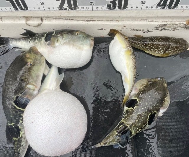 トラフグ・ショウサイフグ