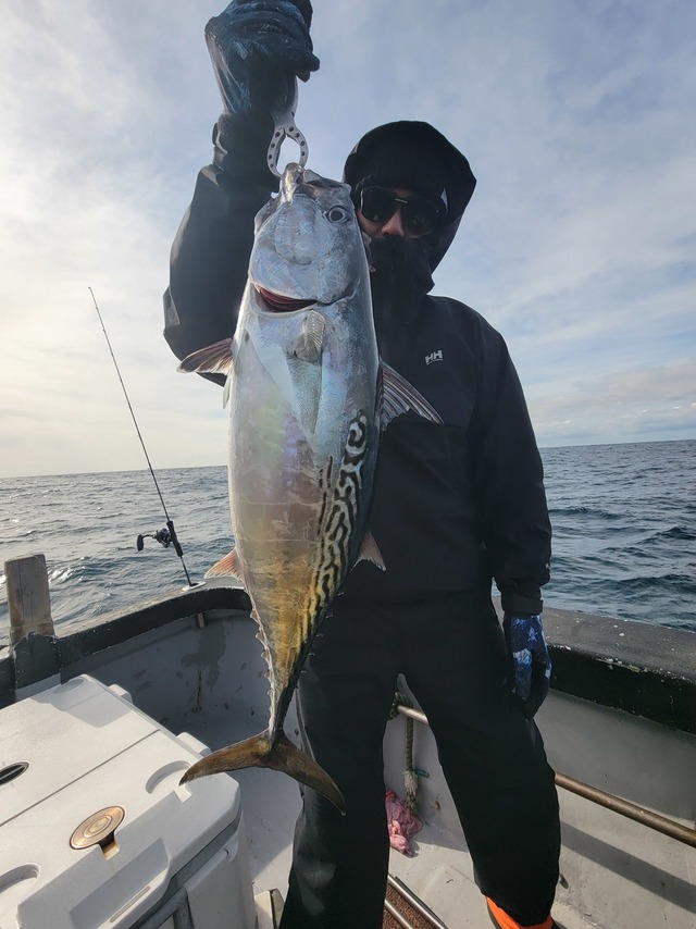 スマガツオ(スマ)