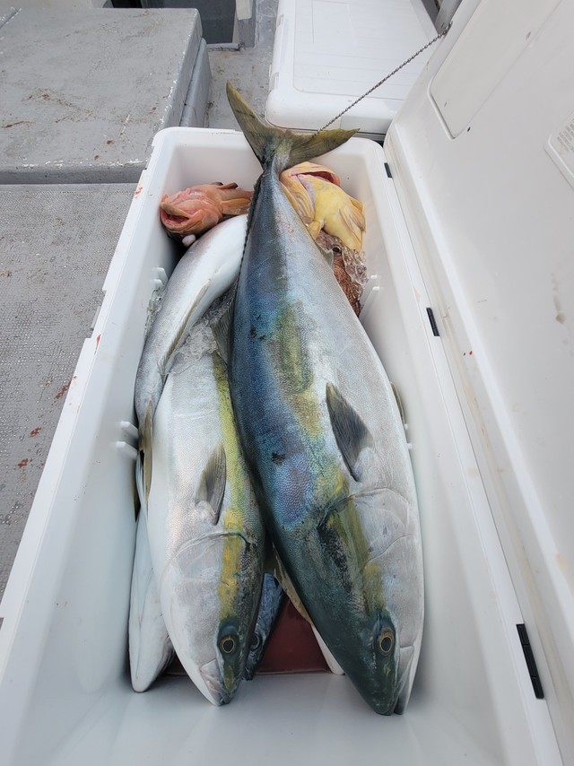 ブリ・ヤズ(ブリ)