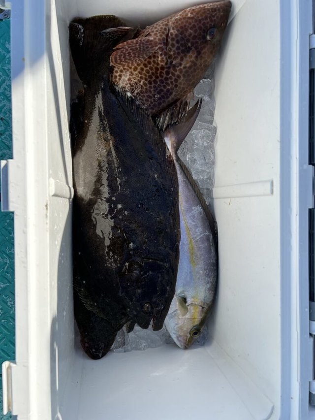 オオモンハタ・カンパチ・マゴチ・ヒラメ