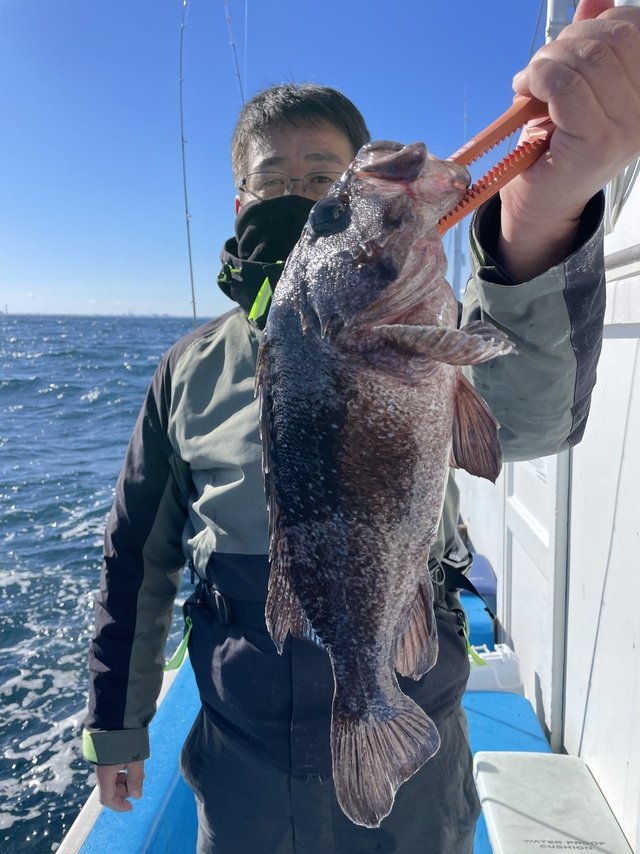 マゾイ(キツネメバル)