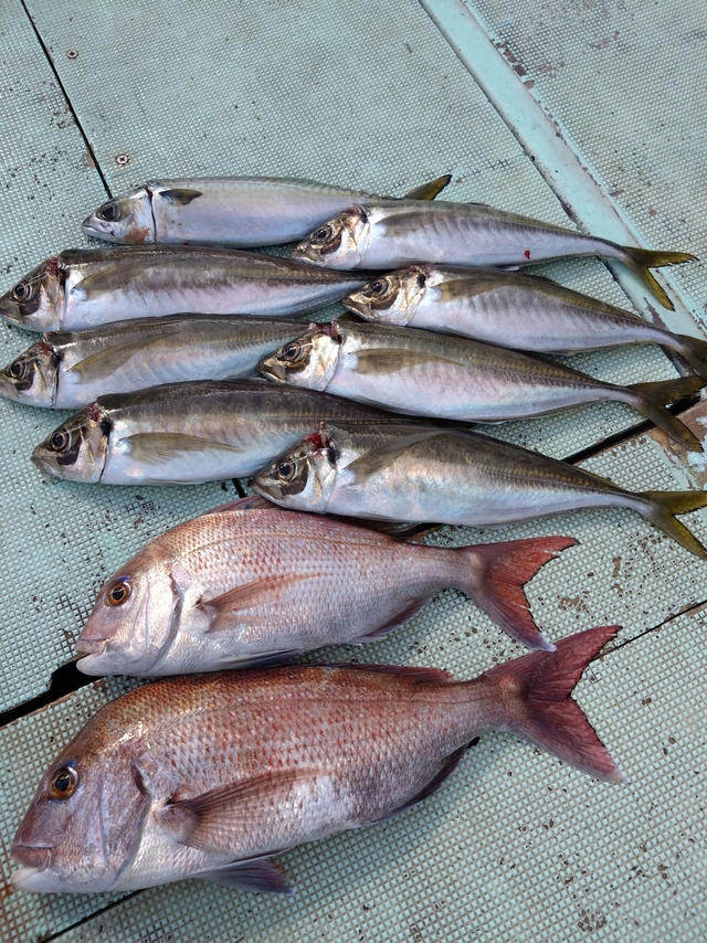 タイ(マダイ)・アジ(マアジ)・サバ(マサバ)