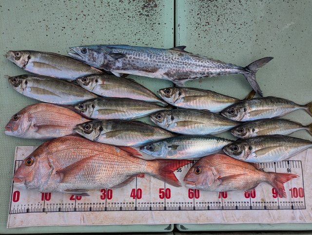 タイ(マダイ)・アジ(マアジ)・マサバ・サワラ