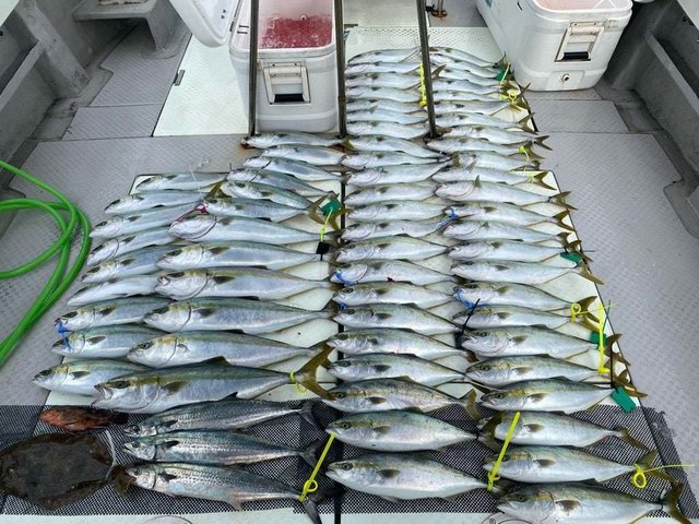 ハマチ(ブリ)・メジロ(ブリ)