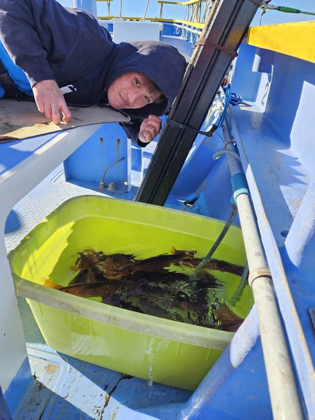 スルメ(スルメイカ)