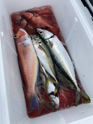 アジ(マアジ)・アマダイ(アカアマダイ)・キントキ(チカメキントキ)・サバ(マサバ)