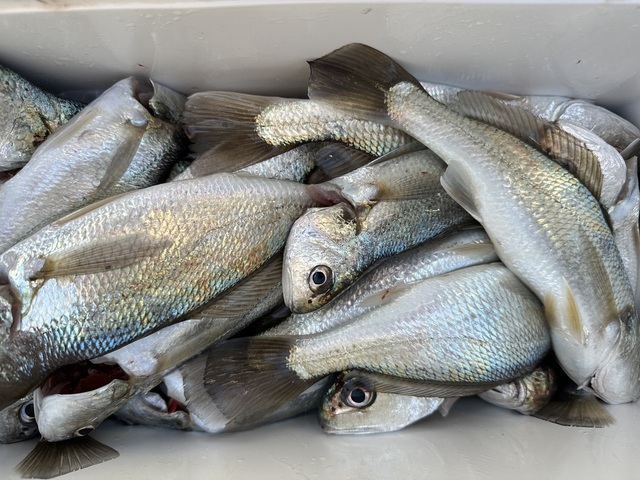 イシモチ(シログチ)