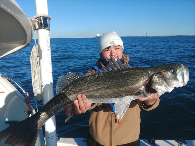 シーバス(スズキ)