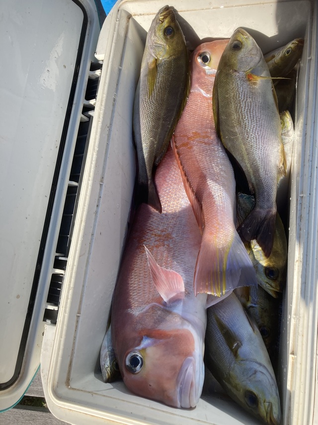 イサキ・アマダイ(アカアマダイ)