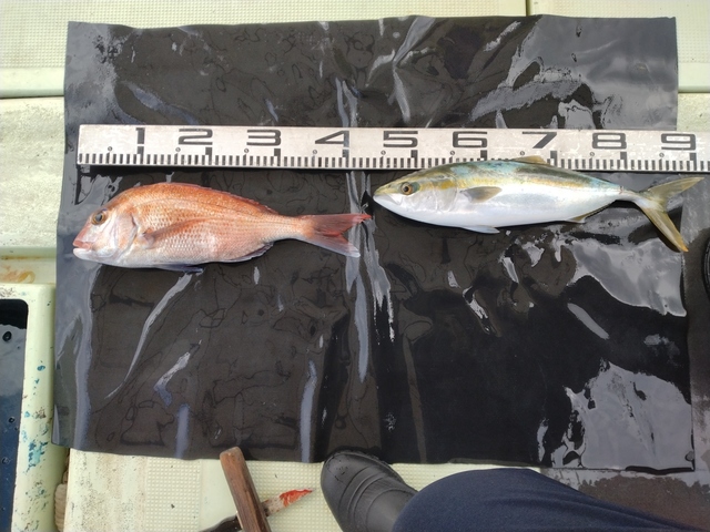 マダイ・ハマチ(ブリ)