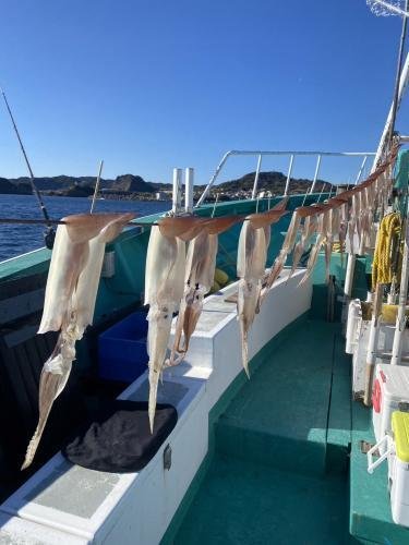 ヤリイカ・スルメイカ