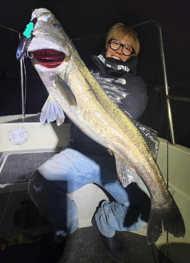 シーバス(スズキ)