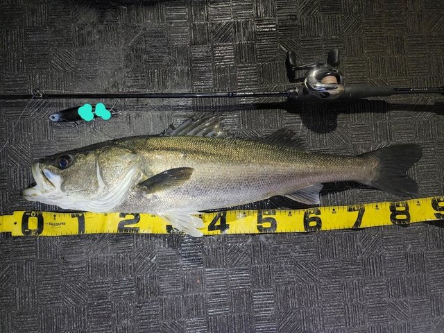 シーバス(スズキ)