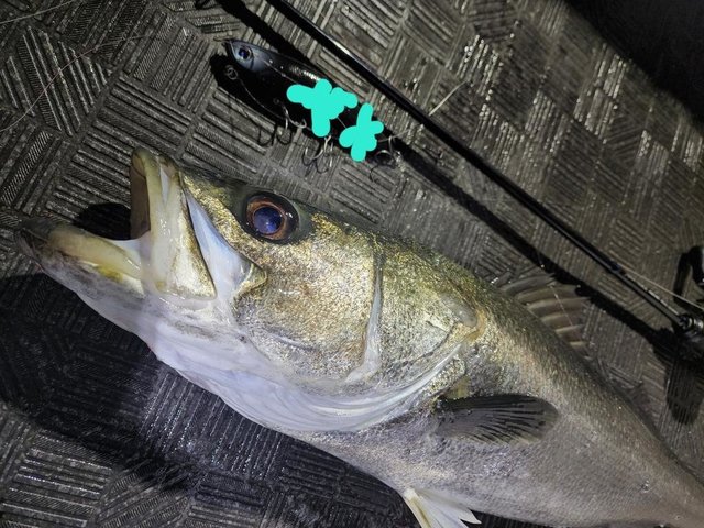 シーバス(スズキ)