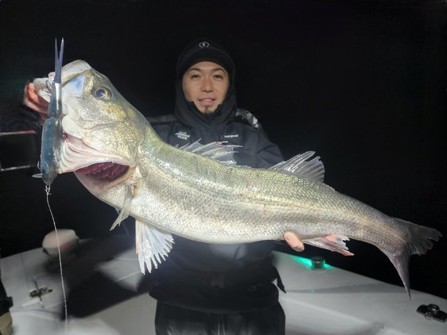 シーバス(スズキ)