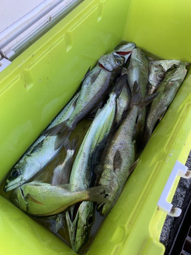 クロムツ・シロムツ(オオメハタ)