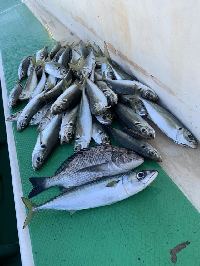 クロダイ・アジ(マアジ)・サバ(ゴマサバ)