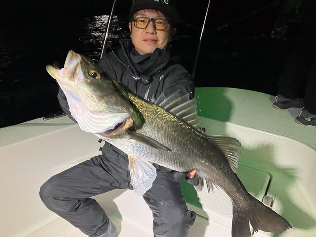 シーバス(スズキ)