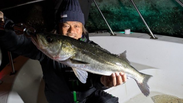 シーバス(スズキ)