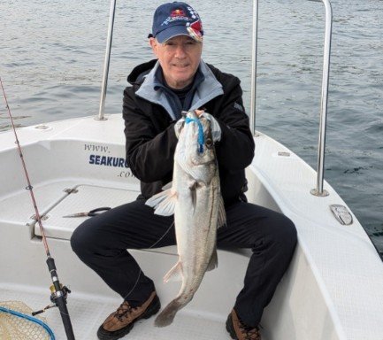 シーバス(スズキ)