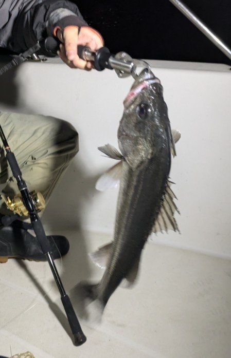 シーバス(スズキ)