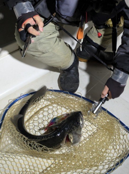 シーバス(スズキ)