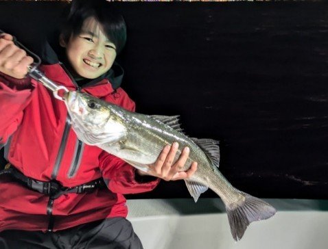 シーバス(スズキ)