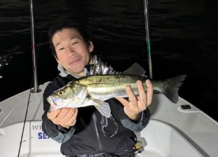 シーバス(スズキ)