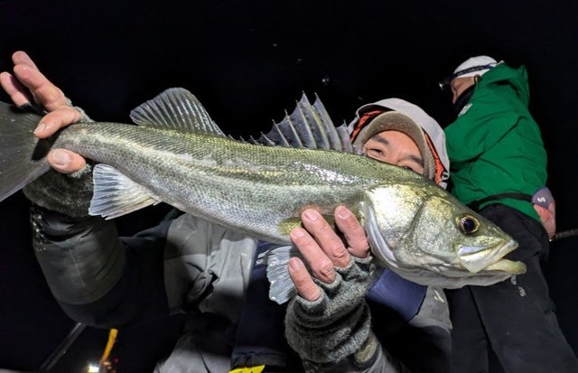 シーバス(スズキ)