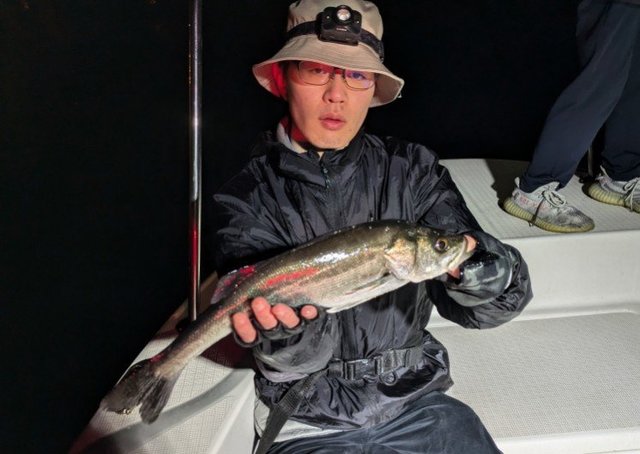 シーバス(スズキ)