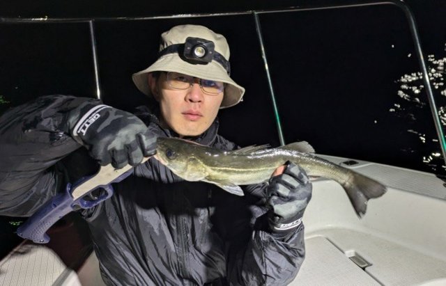 シーバス(スズキ)