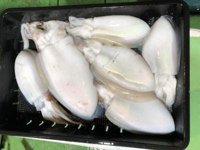 モンゴウイカ(カミナリイカ)