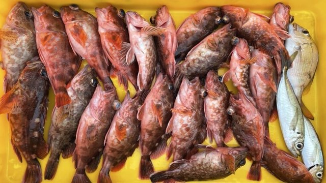 アジ(マアジ)・カサゴ