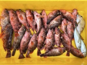 アジ(マアジ)・カサゴ