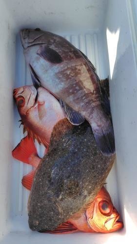 マハタ・キントキ(チカメキントキ)・ヒラメ