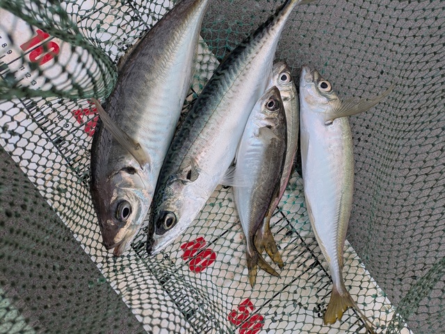 アジ(マアジ)・マサバ